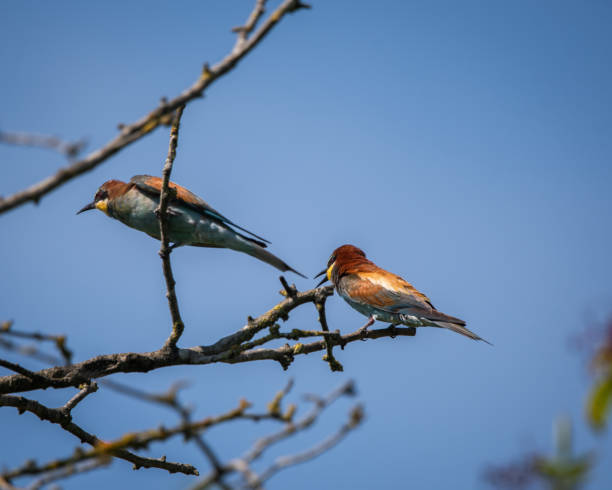istock two bee eaters in a bush 2166861352