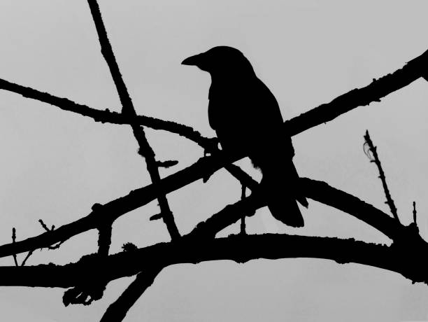 istock Raven silhouette on branches on gray background 2166864334