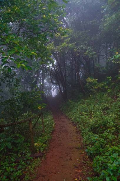 istock A forest path is shown in the image, with trees and bushes lining the way 2166864902