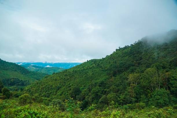 istock A lush green forest with a cloudy sky above 2166865092