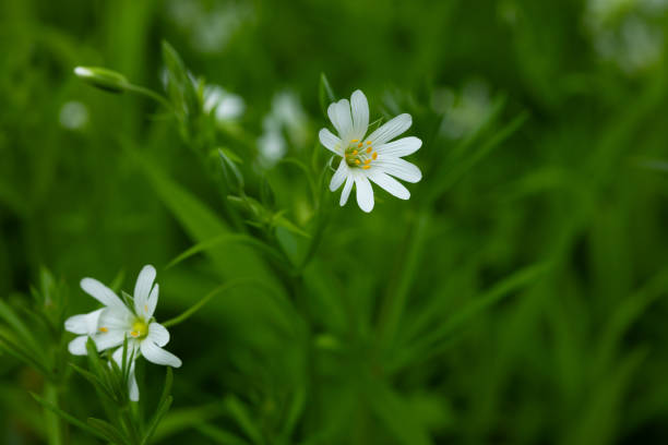 istock White flowers blooming on nature forest field 2166866977