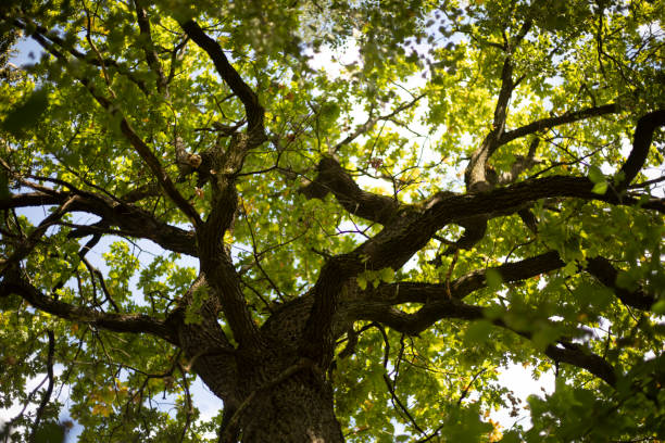 istock Oak branches. Mighty oak tree with green leaves. Tree in summer. 2166867133