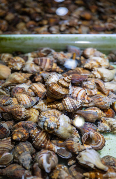 istock Cluster of Sea Snails 2166868193