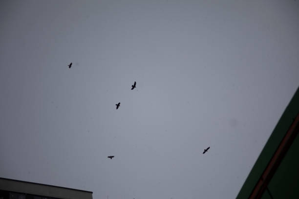 Crows fly in the gray sky. A flock of black crows. Flight details. Gray sky.