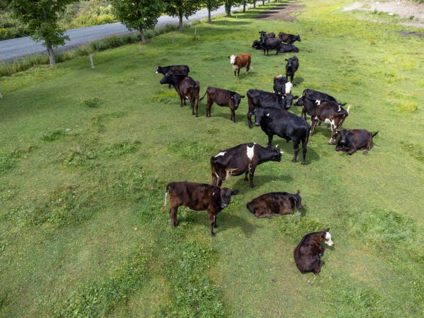 istock Aerial view of group of cows 2166871246