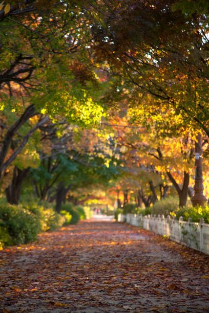 Landscape with Trees in Autumn Colors, and Blue Sky in Background, Poets Walk Park, Red Hook, Hudson Valley, New York, USA.  Canon EOS 6D Full Frame Sensor Camera, Canon EF 24-105mm F/4L IS lens. Polarizing Filter.