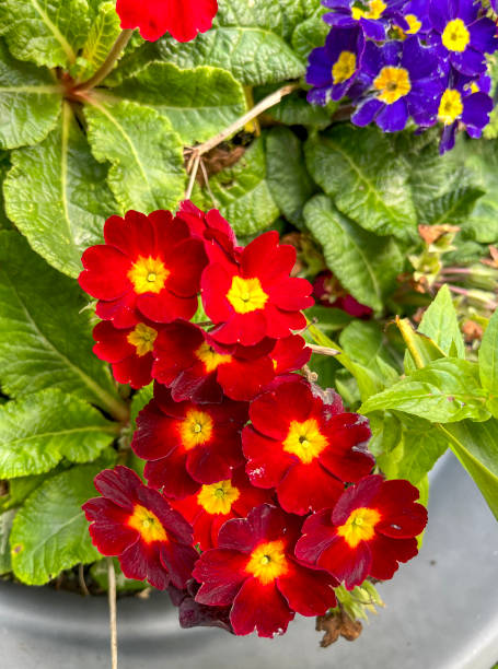 Red and yellow eyed primroses