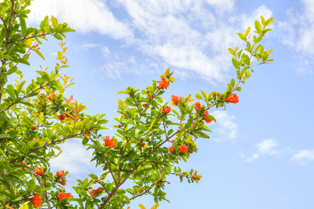 beautiful branch of pomegranate or Punica granatum fruit in spring.Fruit tree with bright green leaves and orange flowers against the blue sky