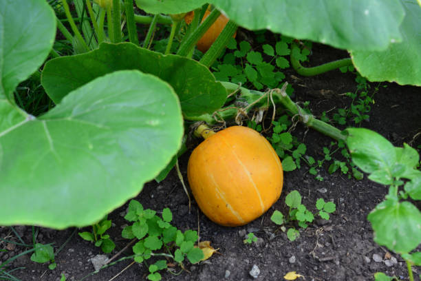 istock a yellow pumpkin is growing in the garden 2166871979