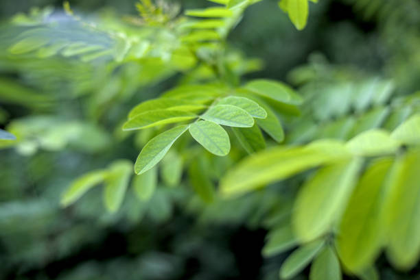 Background with young green leaves of acacia tree.