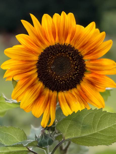istock Vibrant Sunflower in Full Bloom 2166873477