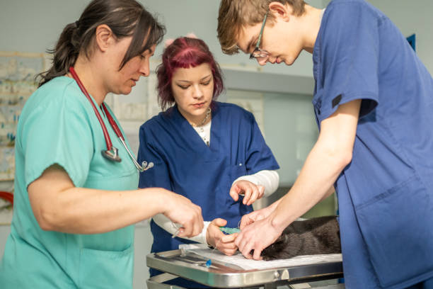istock Expert Veterinarians Perform Pre-Surgical Preparation on Feline Patient 2166873883