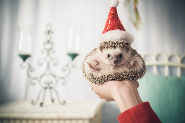 istock Hedgehog at Christmas 2166874696
