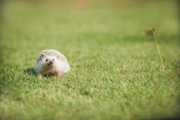A cute, round hedgehog snuggled up on the grass, with tiny paws peeking out and a curious little nose. Its soft spines form a perfect, cozy ball, capturing hearts with its adorable charm.