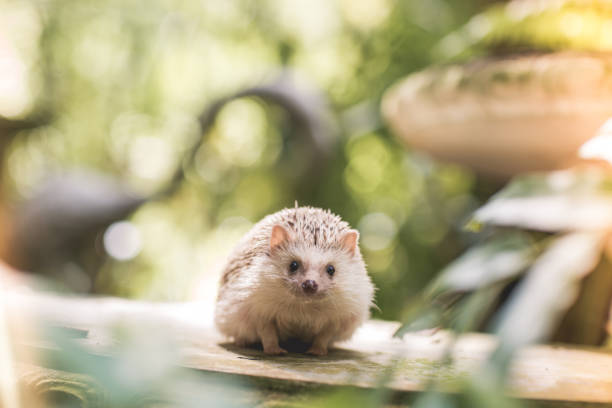 A little hedgehog in a hat in the hands of a child outside