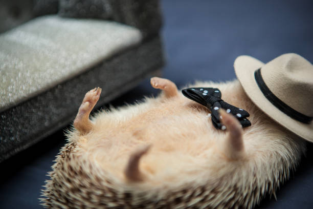 A cute hedgehog sits adorably at a luxurious party scene. Surrounded by elegant decor, sparkling lights, and delicate hors d'oeuvres, the little creature seems perfectly at ease, adding a touch of whimsy to the sophisticated atmosphere.
