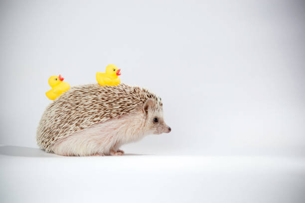 istock Little hedgehog on a white screen 2166874750