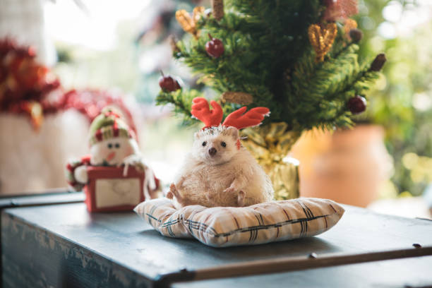 Hedgehog at Christmas