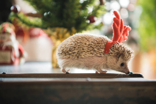 Cute hedgehog on Christmas holiday