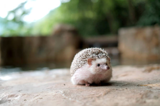 A Sleepy Hedgehog Snuggles In A Woven Basket On A Sunny Day.