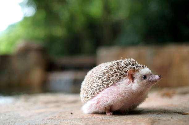 istock Little hedgehog in the garden 2166874832