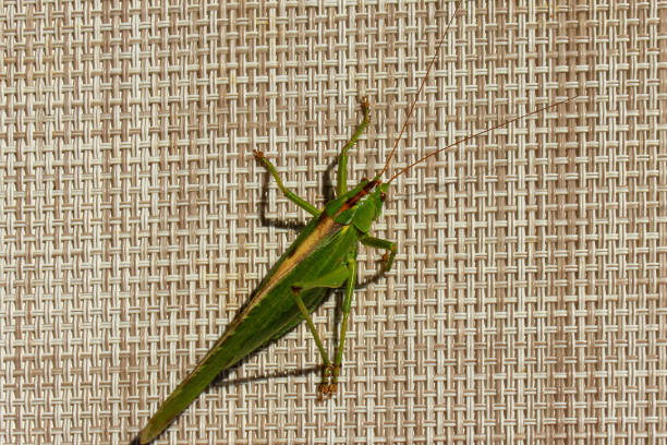A large green grasshopper with long whiskers sits on a wicker textured background, close-up.