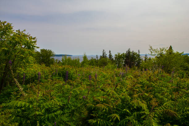 istock Penobscot Bay at Castine, Maine 2166876353