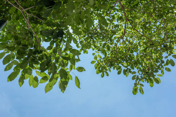 Close-up Macro of a Green Walnut Tree (Juglans regia)