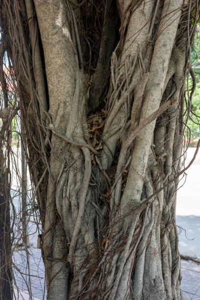 istock Close-up of an old, textured tree trunk with rough bark and visible roots in a forest setting 2166877725