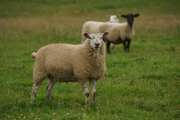 istock Sheep in the Field 2166877760