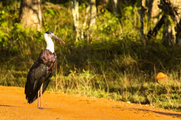 istock Woolly necked stork bird 2166878254