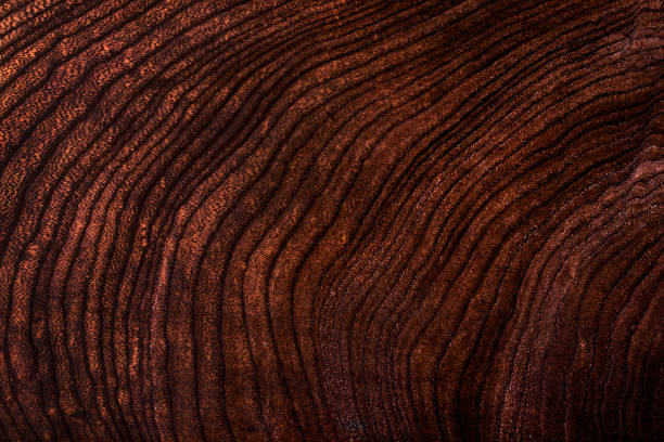 Abstract wood texture as background, macro view