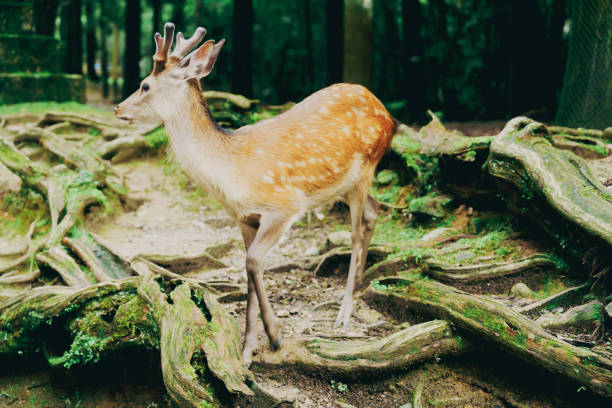 istock Cute deer in Nara Park 2166880496