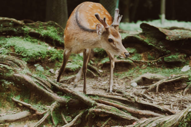 istock Cute deer in Nara Park 2166880498