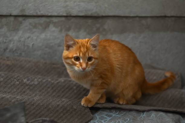 cute cat in the garden