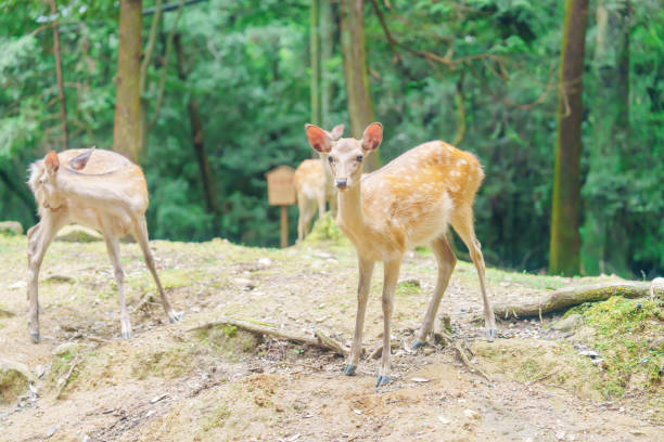 istock Cute deer in Nara Park 2166880867