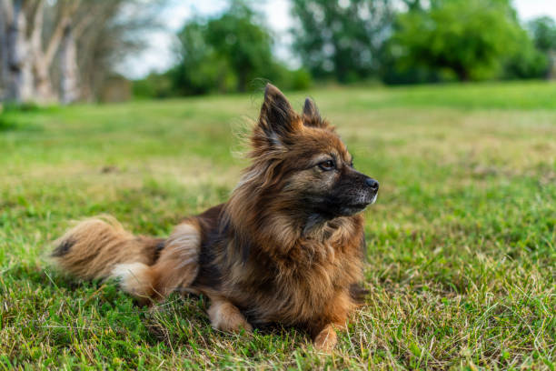 istock Dog breed Paperanian 2166880956