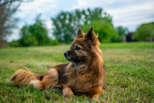 istock Dog breed Paperanian 2166880985