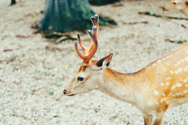 Cute deer in Nara Park