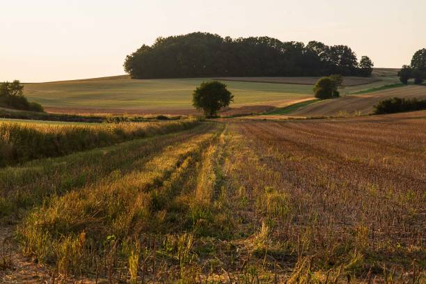 istock Golden hour in the fields in Germany 2166882061