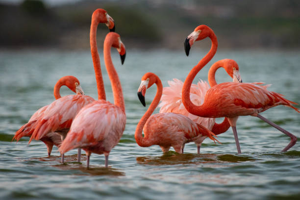 istock Flamingo Flamboyance 2166883677