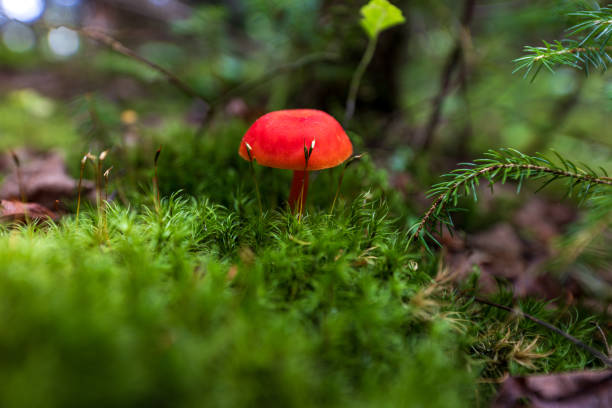 Very bright red Scarlet Waxcap mushroom found along a flowing river of the White Mountain National Forest.