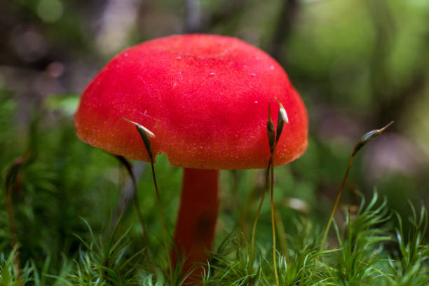 Mushroom that is backlit lighted in beech woods, macro photography with wide angle lens