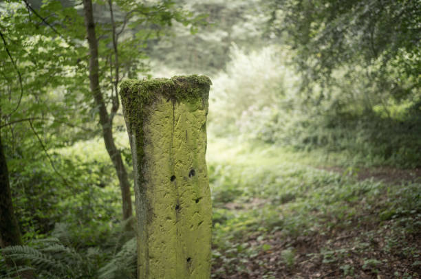 mossy pole in the forest