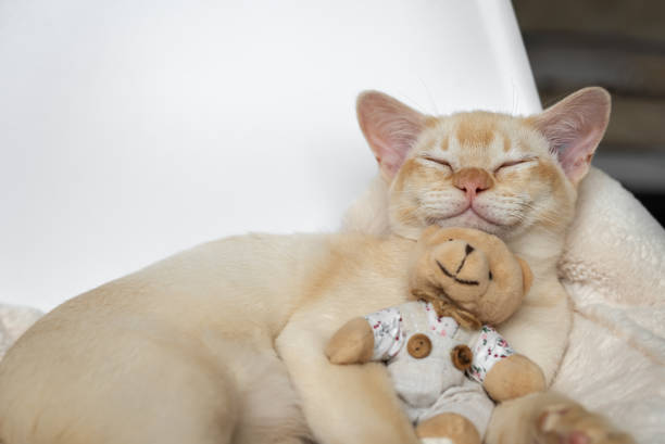 Adorable red Burmese kitten sleeps hugging a teddy bear on a soft pillow in a white bed.