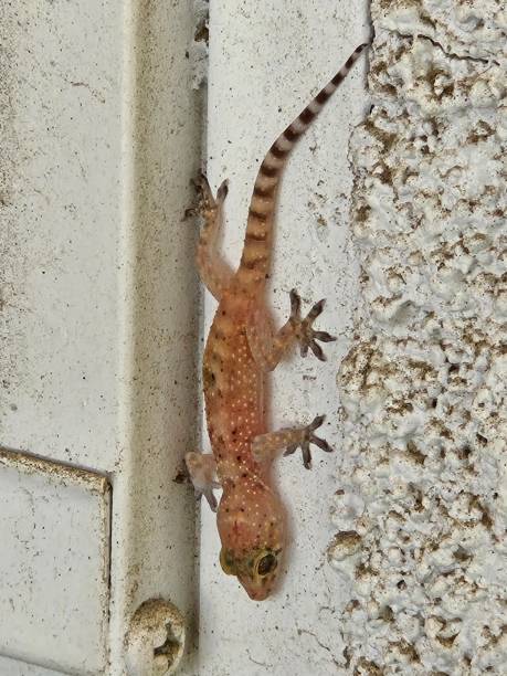 istock House gecko close up 2166887515
