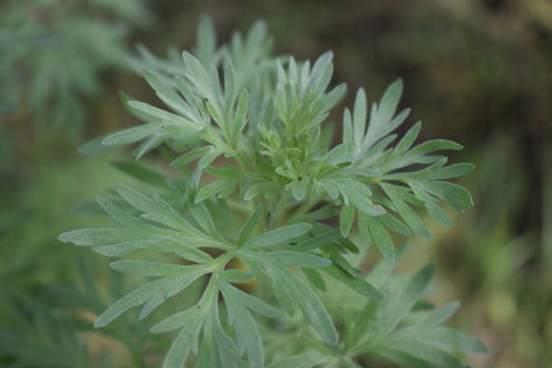 istock Artemisia absinthium , absinthe wormwood close up 2166888040