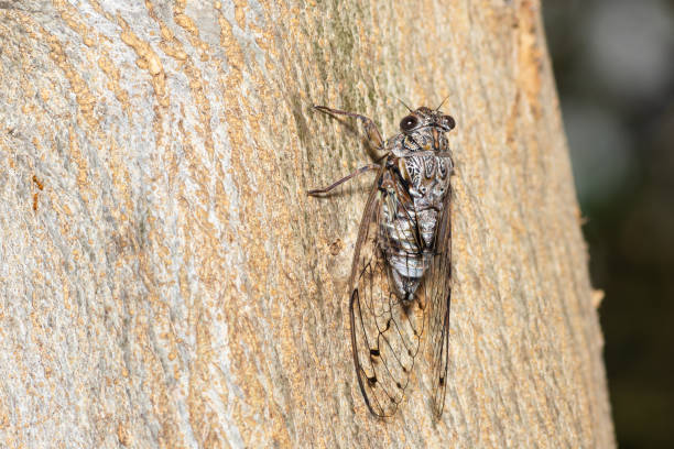 istock East Aegean Cicada on a tree trunk, Cicada Mordoganensis 2166889268