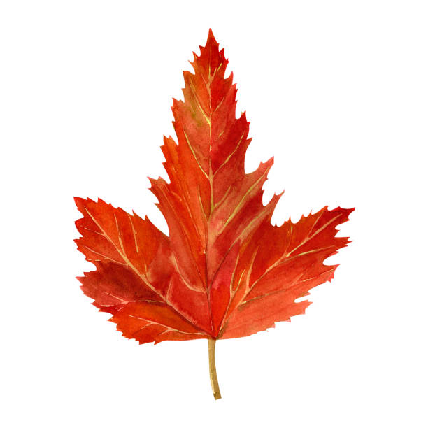 istock Tree yellow orange and red fall leaves. Autumn foliage watercolor realistic botanical illustration, for prints, invitations, cards Thanksgiving, Halloween, harvest festival, farmer's market. 2166889738