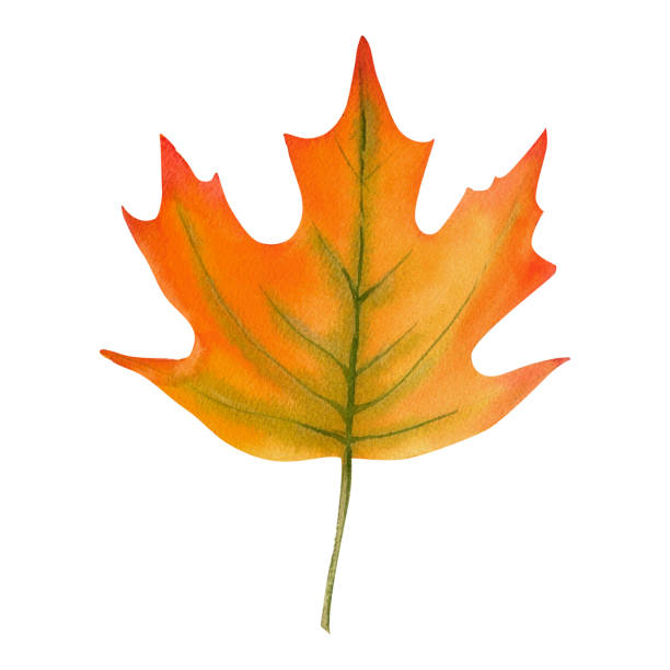 istock Tree yellow orange and red marple fall leave. Autumn foliage watercolor realistic botanical illustration, for prints, invitations, cards Thanksgiving, Halloween, harvest festival, farmer's market. 2166889771
